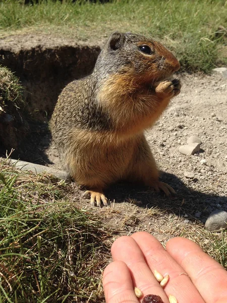 Écureuil de Colombie (Urocitellus columbianus) mangeant des noix et des raisins secs à la main . — Photo