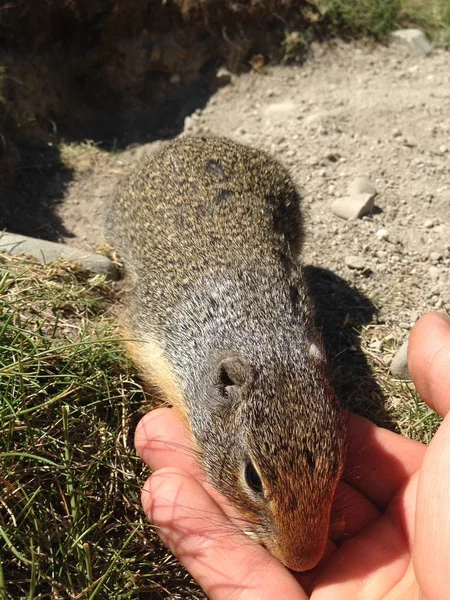 Écureuil de Colombie (Urocitellus columbianus) mangeant des noix et des raisins secs à la main . — Photo