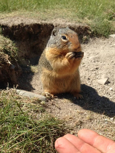 Écureuil de Colombie (Urocitellus columbianus) ) — Photo