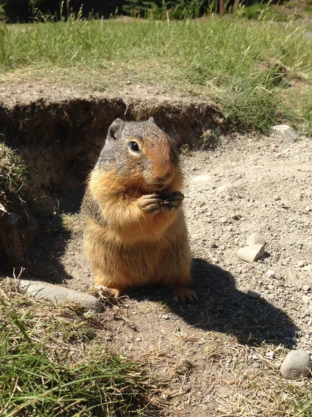 Ховрах Колумба (Urocitellus columbianus) — стокове фото