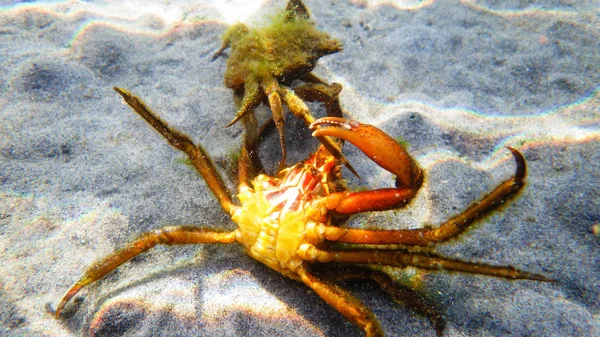 Coppia di gamberi boreali, granchio ragno, scudo posteriore granchio (Pugettia producta) combattendo sott'acqua . — Foto Stock