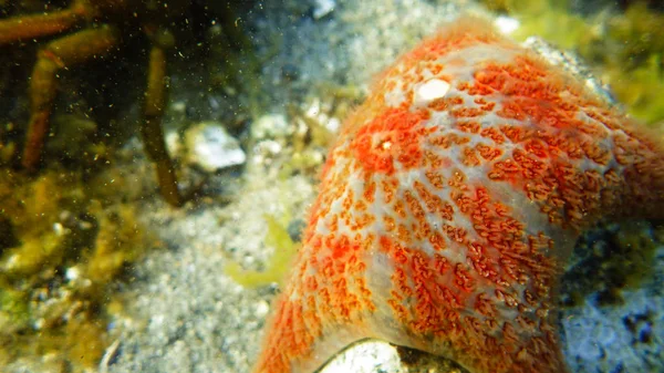 Rode starfish onderwater op een rots omgeven door zeeleven — Stockfoto