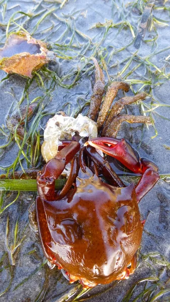 Northern kelp crab, spider crab, shield back crab ( Pugettia producta ) Changing its shell on a sandy beach. — Stock Photo, Image