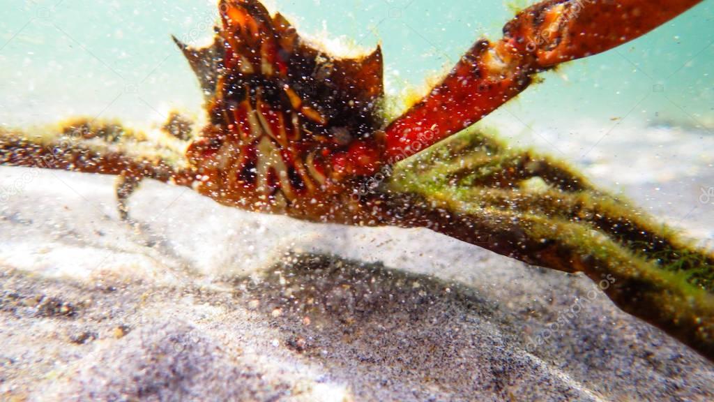 Northern kelp crab, spider crab, shield back crab ( Pugettia producta ) attacking camera.