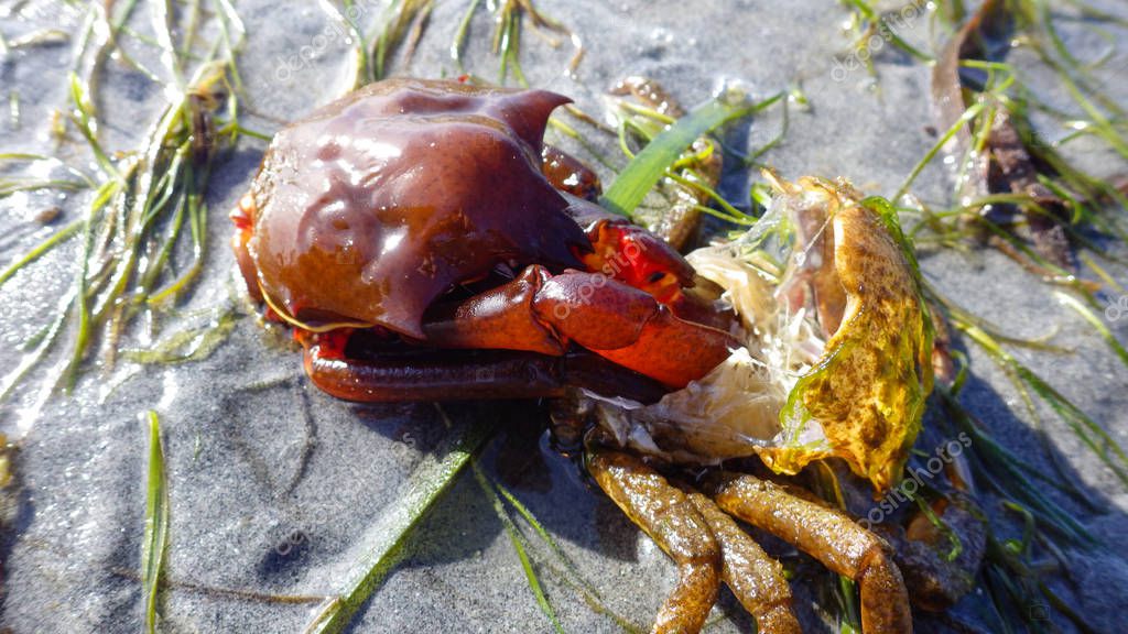 Northern kelp crab, spider crab, shield back crab ( Pugettia producta ...