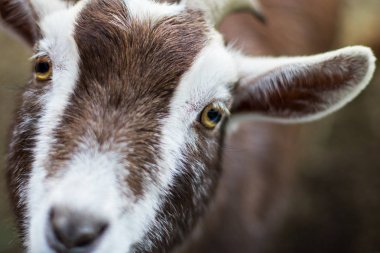 Kameraya bakarak beyaz kahverengi keçi Close-Up.