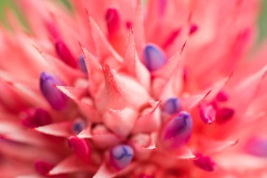 Aechmea fasciata (Gümüş vazo veya Urn bitki) familyasından bir bitki bromeliad ailesindeki Brezilya'ya yerli. Yakın çekim. Seçici odak. Sığ derinlik-in tarla.