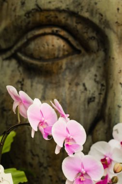Buda'nın yüzünde arka plan ile bir tropik bahçe pembe Phalaenopsis orkide çiçek. Çiçek ve manevi arka plan.