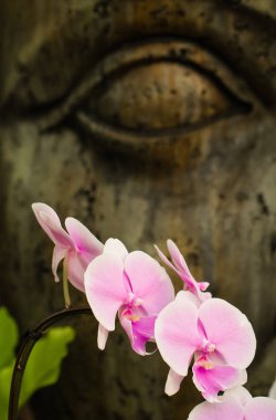 Buda'nın yüzünde arka plan ile bir tropik bahçe pembe Phalaenopsis orkide çiçek. Çiçek ve manevi arka plan.
