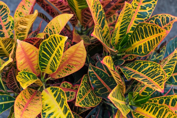 Krotón (Codiaeum různobarvá) rostliny s barevnými listy v tropické zahradě. — Stock fotografie