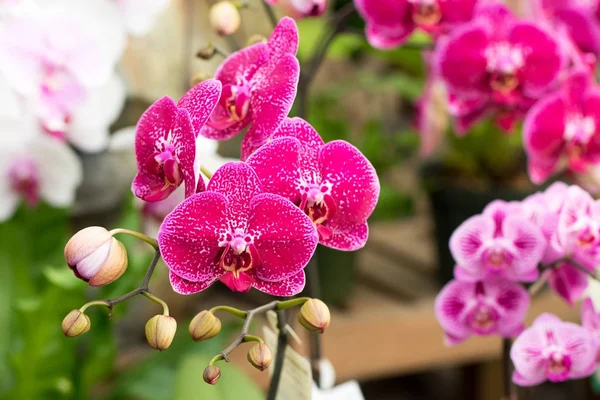 Różowy kwiat orchidei Phalaenopsis w tropikalnym ogrodzie. Tle kwiatów. — Zdjęcie stockowe