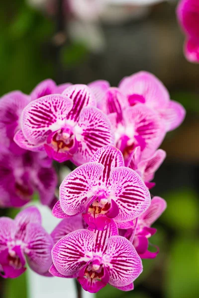 Różowy kwiat orchidei Phalaenopsis w tropikalnym ogrodzie. Tle kwiatów. — Zdjęcie stockowe