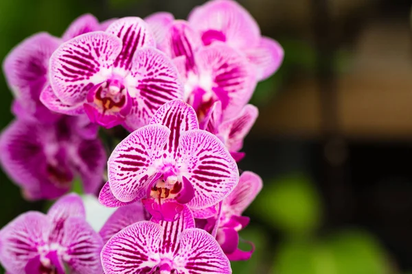Różowy kwiat orchidei Phalaenopsis jest w pełnym rozkwicie w tropikalnym ogrodzie. Tle kwiatów. — Zdjęcie stockowe