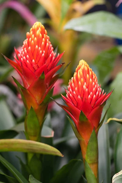 Guzmania Conifera. Guzmania je rod více než 120 druhů kvetoucích rostlin v čeledi Bromeliaceae. — Stock fotografie