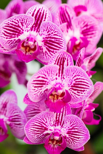 Różowy kwiat orchidei Phalaenopsis jest w pełnym rozkwicie w tropikalnym ogrodzie. Tle kwiatów. — Zdjęcie stockowe