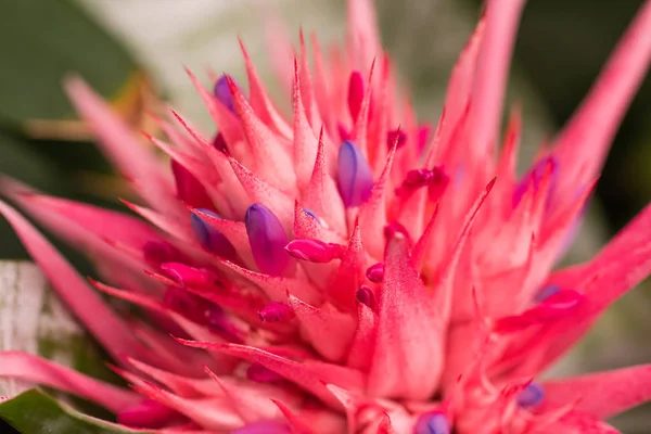 Aechmea fasciata (stříbrná váza nebo Urn rostlin) je druh rostlin patřící do čeledi botanický, původem z Brazílie. Zblízka. Selektivní fokus. Malá hloubka ostrosti. — Stock fotografie