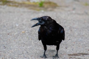 Ortak kuzgun (Corvus corax) yeme yusufçuk Kuzeybatı Toprakları Nwt Kanada