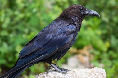 Kuzeybatı Toprakları Nwt Kanada ortak karga (Corvus corax)