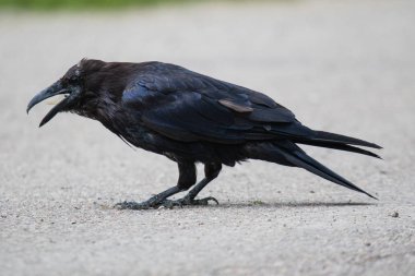 Kuzeybatı Toprakları Nwt Kanada ortak karga (Corvus corax)