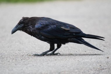 Kuzeybatı Toprakları Nwt Kanada ortak karga (Corvus corax)