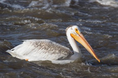 Kuzeyde için köle River, Pelican Rapids, Ft. Smith, Kuzeybatı Toprakları, Kanada çiftleşme için üzerinde uçan beyaz Pelikan