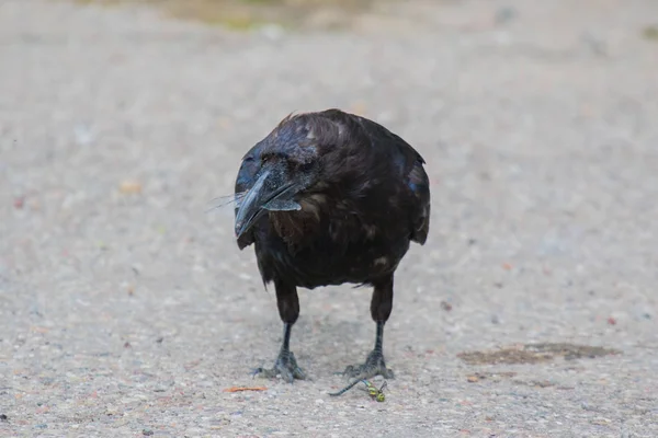 Обыкновенный ворон (Corvus corax) Ест стрекоз на Северо-Западных территориях NWT Canada — стоковое фото