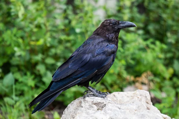 Vanliga Raven (Corvus corax) i Northwest Territories Nwt i Kanada — Stockfoto