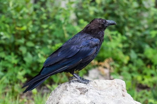 Vanliga Raven (Corvus corax) i Northwest Territories Nwt i Kanada — Stockfoto
