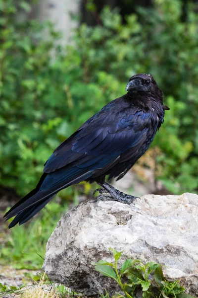 Vanliga Raven (Corvus corax) i Northwest Territories Nwt i Kanada — Stockfoto