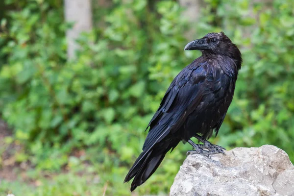 Vanliga Raven (Corvus corax) i Northwest Territories Nwt i Kanada — Stockfoto