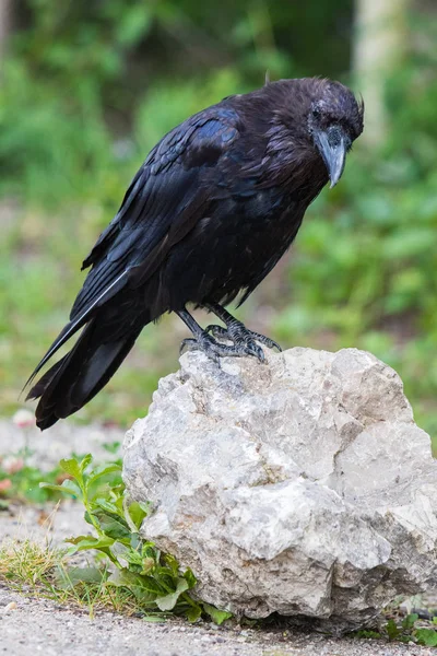 Vanliga Raven (Corvus corax) i Northwest Territories Nwt i Kanada — Stockfoto