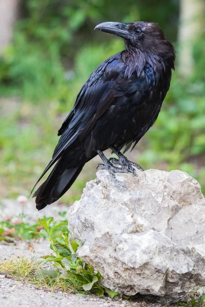 Vanliga Raven (Corvus corax) i Northwest Territories Nwt i Kanada — Stockfoto