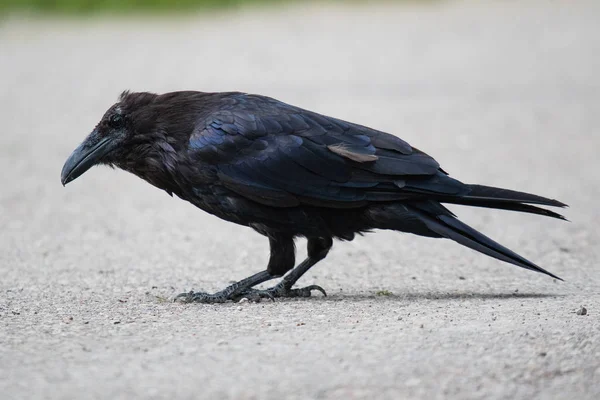 Загальні Ворон (Corvus corax) в північно-західних територій СЗТ Канаді — стокове фото