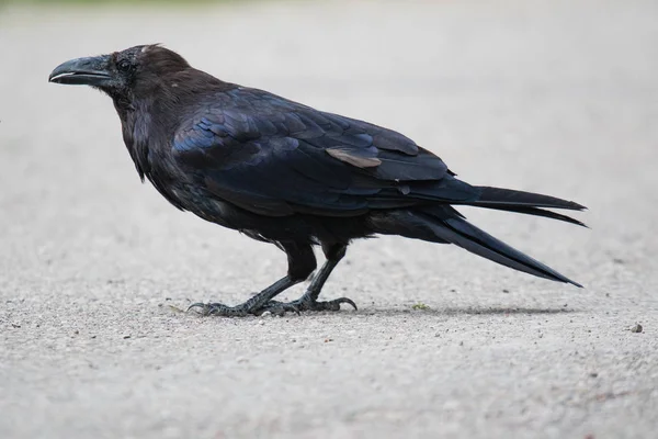 Загальні Ворон (Corvus corax) в північно-західних територій СЗТ Канаді — стокове фото