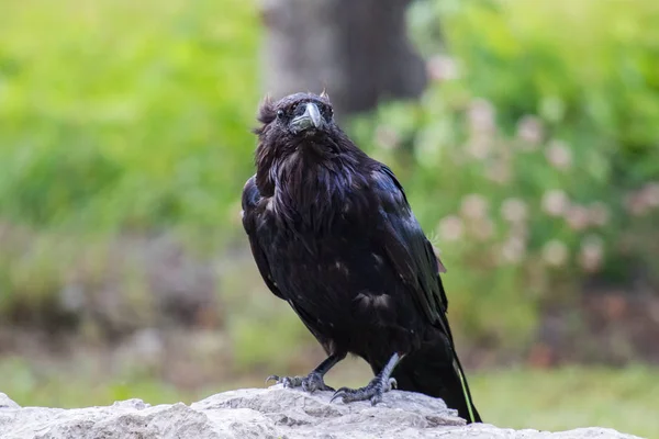 Vanliga Raven (Corvus corax) i Northwest Territories Nwt i Kanada — Stockfoto