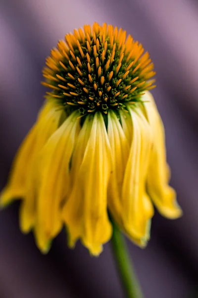 Echinacea żółte kwiaty kwitnące. Echinacea wykorzystywane w medycynie alternatywnej immun sytem booster. — Zdjęcie stockowe
