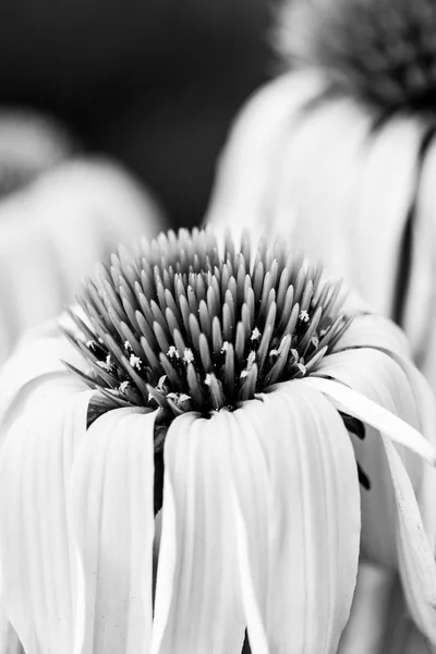 Echinacea żółte kwiaty kwitnące. Echinacea wykorzystywane w medycynie alternatywnej immun sytem booster. — Zdjęcie stockowe