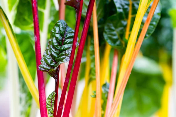 Tierno arco iris Chard hojas de cerca . — Foto de Stock