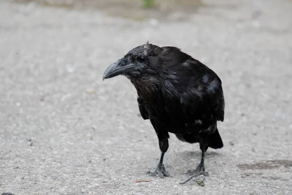 Common raven (Corvus corax) Eating dragonfly in Northwest Territories NWT Canada — Stock Photo, Image