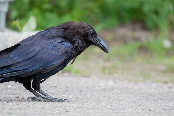 Common raven (Corvus corax) Eating dragonfly in Northwest Territories NWT Canada — Stock Photo, Image