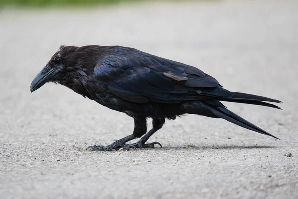 Common Raven (Corvus corax) in Northwest Territories NWT of Canada — Stock Photo, Image