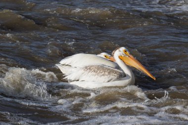 Kuzeyde için köle River, Pelican Rapids, Ft. Smith, Kuzeybatı Toprakları, Kanada çiftleşme için üzerinde uçan beyaz Pelikan