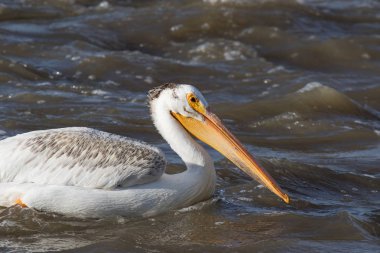 Kuzeyde için köle River, Pelican Rapids, Ft. Smith, Kuzeybatı Toprakları, Kanada çiftleşme için üzerinde uçan beyaz Pelikan