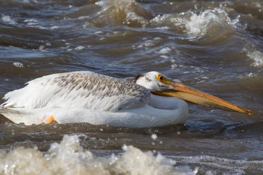 Kuzeyde için köle River, Pelican Rapids, Ft. Smith, Kuzeybatı Toprakları, Kanada çiftleşme için üzerinde uçan beyaz Pelikan