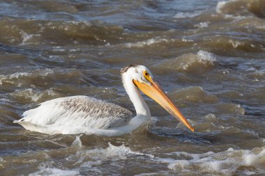 Kuzeyde için köle River, Pelican Rapids, Ft. Smith, Kuzeybatı Toprakları, Kanada çiftleşme için üzerinde uçan beyaz Pelikan
