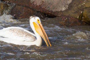 Kuzeyde için köle River, Pelican Rapids, Ft. Smith, Kuzeybatı Toprakları, Kanada çiftleşme için üzerinde uçan beyaz Pelikan