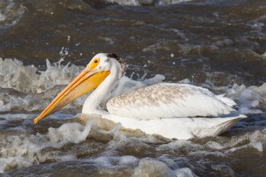 Büyük beyaz kuzey için köle River, Pelican Rapids, Ft. Smith, Kuzeybatı Toprakları, Kanada çiftleşme için üzerinde uçan Pelikan (Pelecanus onocrotalus)