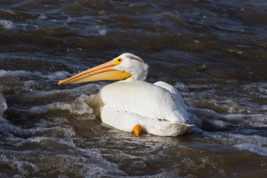 Büyük beyaz kuzey için köle River, Pelican Rapids, Ft. Smith, Kuzeybatı Toprakları, Kanada çiftleşme için üzerinde uçan Pelikan (Pelecanus onocrotalus)