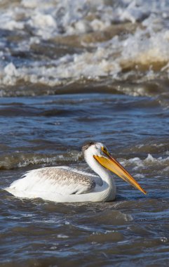 Büyük beyaz kuzey için köle River, Pelican Rapids, Ft. Smith, Kuzeybatı Toprakları, Kanada çiftleşme için üzerinde uçan Pelikan (Pelecanus onocrotalus)