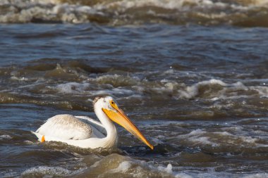 Büyük beyaz kuzey için köle River, Pelican Rapids, Ft. Smith, Kuzeybatı Toprakları, Kanada çiftleşme için üzerinde uçan Pelikan (Pelecanus onocrotalus)